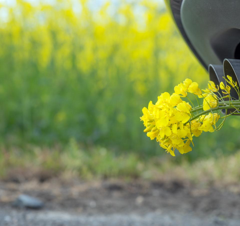 Close up of a vehicle's exhaust pipe with yellow flowers coming out of it, against a backdrop of a field of yellow flowers