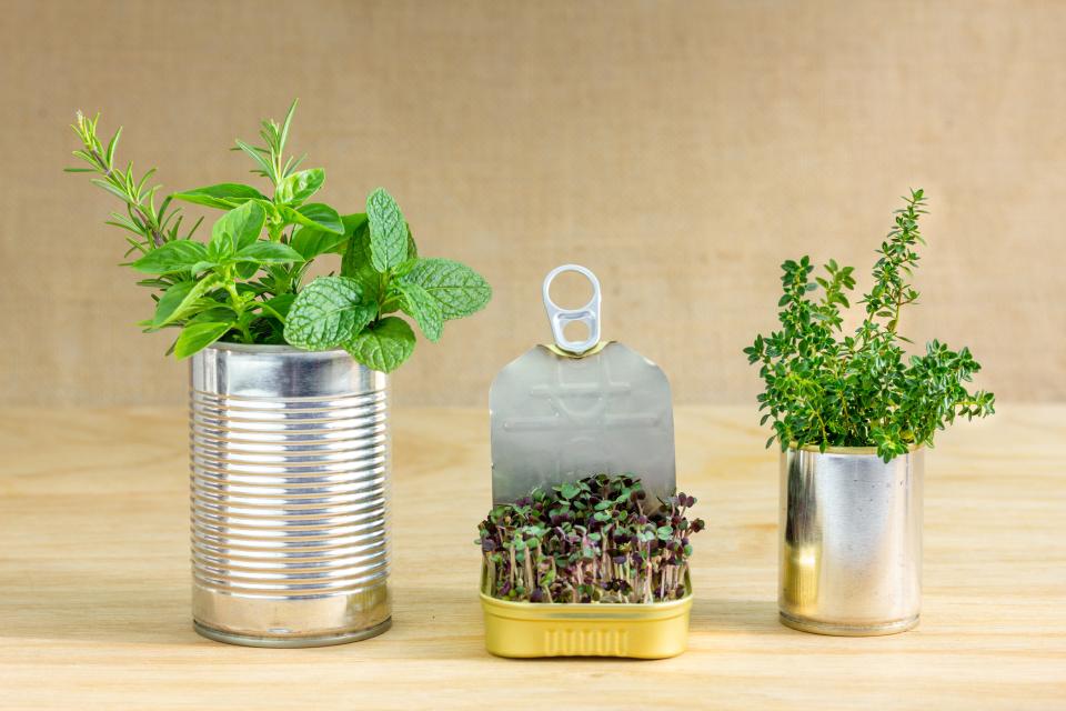 Cans used for growing herbs